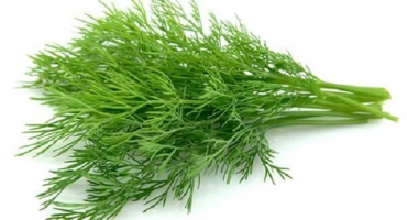 Top 10 receptů, jak nakládat kopr doma na zimu ve sklenicích, proporce